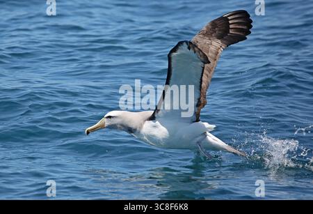 Décollage d’un albatros de Salvins (Thalassarche salvini) près de Kaikoura (Nouvelle-Zélande) Banque D'Images