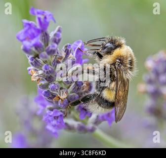 Vue rapprochée d'un bourdon sur une fleur de lavande Banque D'Images