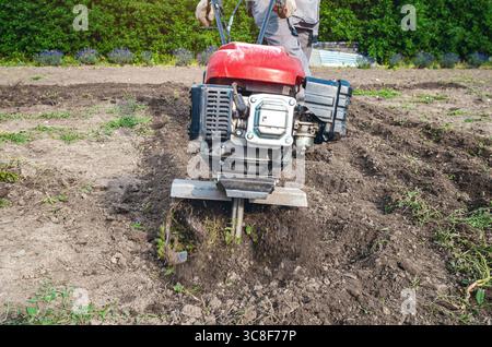 Fermier mâle laboure le sol avec cultivateur à essence manuel dans le jardin. Vue de face. Préparation pour le semis. Floraison des buissons de lavande en arrière-plan. Banque D'Images