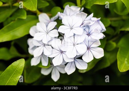 Grappe de délicates fleurs blanches de Plumbago auriculata en pleine floraison, entourées de feuilles vertes luxuriantes. Gros plan macro capturant les détails floraux et Banque D'Images