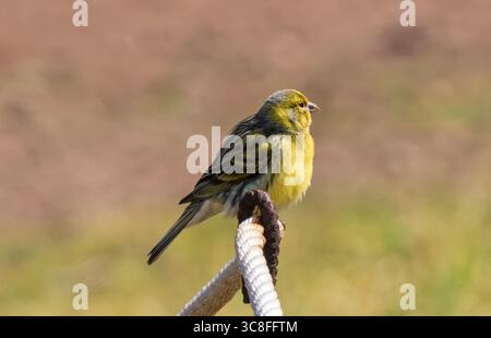 Gros plan d'un canari de Madère (Serinus canaria) perché sur une corde, sur un fond doux et naturel. Prise de vue imprenable montrant un oiseau endémique Banque D'Images