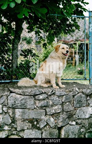 Chien pelucheux pelucheux domestique non pédigrée chien de jardin gardes de village portrait de maison de village Banque D'Images