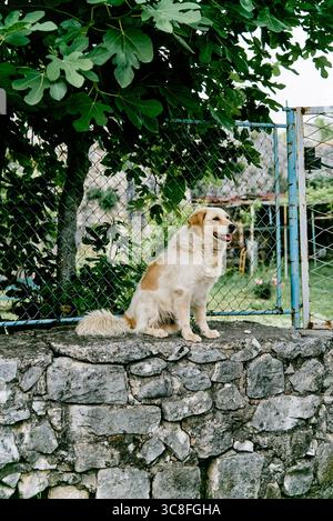 Chien pelucheux pelucheux domestique non pédigrée chien de jardin gardes de village portrait de maison de village Banque D'Images