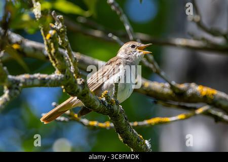 oiseau chanteur brun plumé d'environ 15 à 16 cm de long, se nourrissant d'insectes, de larves et de baies. Photo prise en brousse près de Madrid, Espagne. Banque D'Images