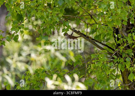 oiseau chanteur brun plumé d'environ 15 à 16 cm de long, se nourrissant d'insectes, de larves et de baies. Photo prise en brousse près de Madrid, Espagne. Banque D'Images