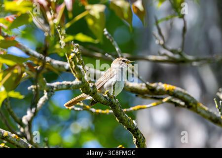 oiseau chanteur brun plumé d'environ 15 à 16 cm de long, se nourrissant d'insectes, de larves et de baies. Photo prise en brousse près de Madrid, Espagne. Banque D'Images