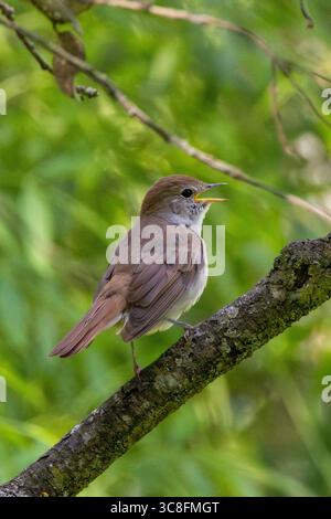 oiseau chanteur brun plumé d'environ 15 à 16 cm de long, se nourrissant d'insectes, de larves et de baies. Photo prise en brousse près de Madrid, Espagne. Banque D'Images