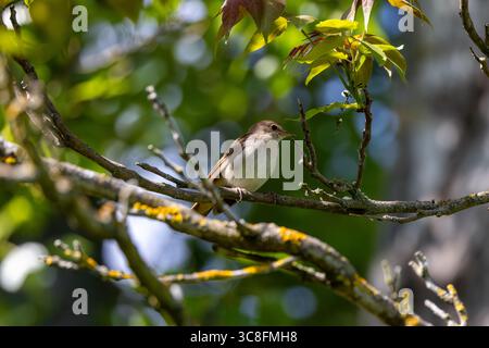 oiseau chanteur brun plumé d'environ 15 à 16 cm de long, se nourrissant d'insectes, de larves et de baies. Photo prise en brousse près de Madrid, Espagne. Banque D'Images