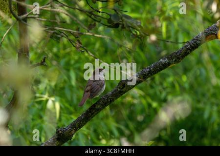 oiseau chanteur brun plumé d'environ 15 à 16 cm de long, se nourrissant d'insectes, de larves et de baies. Photo prise en brousse près de Madrid, Espagne. Banque D'Images