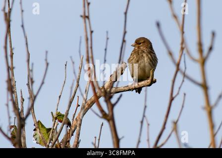 Une femme Linnet, Arnside, Milnthorpe, Cumbria, Royaume-Uni Banque D'Images