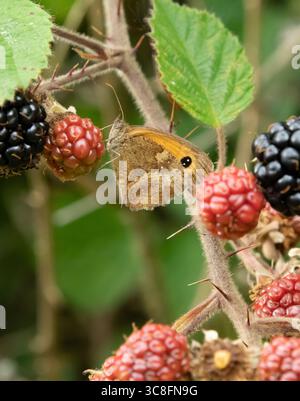 Un gardien ou un papillon brun de haie sur une ronce avec des mûres, Hanbury, Staffordshire, Royaume-Uni Banque D'Images