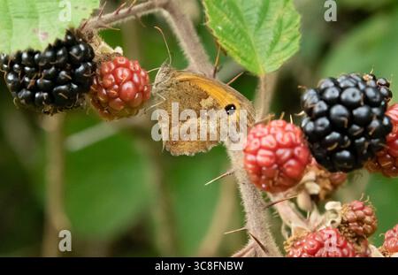 Un gardien ou un papillon brun de haie sur une ronce avec des mûres, Hanbury, Staffordshire, Royaume-Uni Banque D'Images