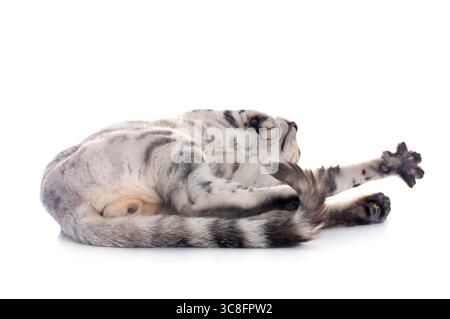 Bengal Cat in front of white background Banque D'Images
