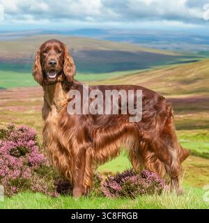 setter irlandais debout dans la bruyère sur les landes Banque D'Images