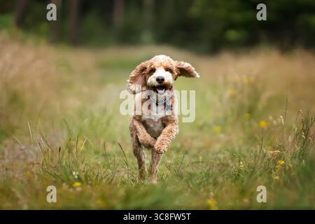 Abricot Cockapoo dans la forêt à Ascot UK Banque D'Images
