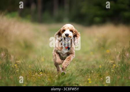 Abricot Cockapoo dans la forêt à Ascot UK Banque D'Images