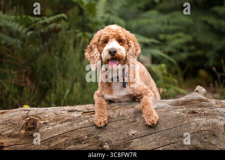 Abricot Cockapoo dans la forêt à Ascot UK Banque D'Images