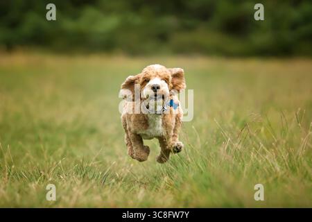 Abricot Cockapoo dans la forêt à Ascot UK Banque D'Images