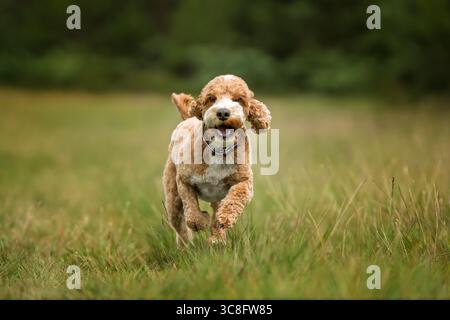 Abricot Cockapoo dans la forêt à Ascot UK Banque D'Images