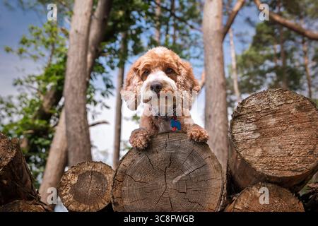 Abricot Cockapoo dans la forêt à Ascot UK Banque D'Images