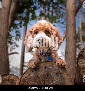 Abricot Cockapoo dans la forêt à Ascot UK Banque D'Images