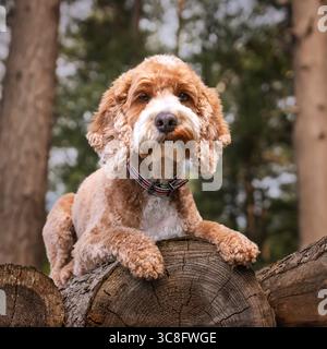 Abricot Cockapoo dans la forêt à Ascot UK Banque D'Images