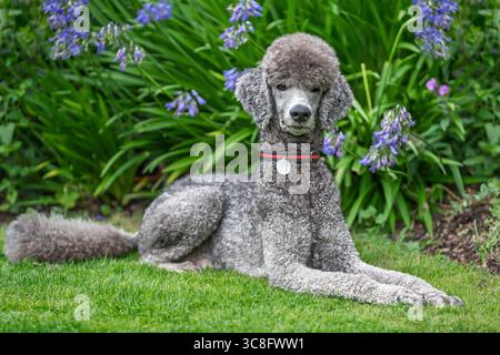 Caniche gris standard couché sur l'herbe avec des fleurs bleues derrière l'air très heureux à Windsor Banque D'Images
