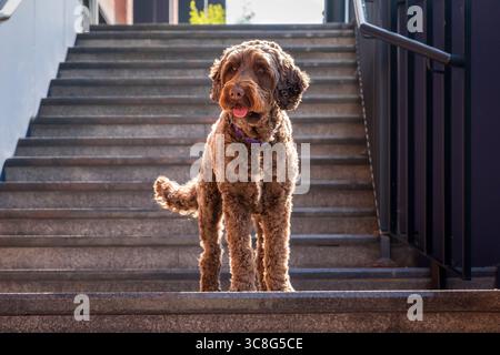 Chien brun Sprockapoo - Springer Cocker Poodle Cross - sur les marches d'un immeuble de bureaux dans la ville de Bracknell Banque D'Images