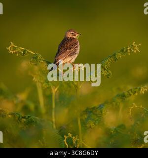 Pipit de prairie perché sur saumâtre tout en transportant de la nourriture pour ses poussins, l'été, anthus pratensis Banque D'Images