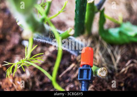 Vue rapprochée de la buse d'irrigation goutte à goutte près de la jeune tige de concombre poussant dans le sol de serre. Suède. Banque D'Images