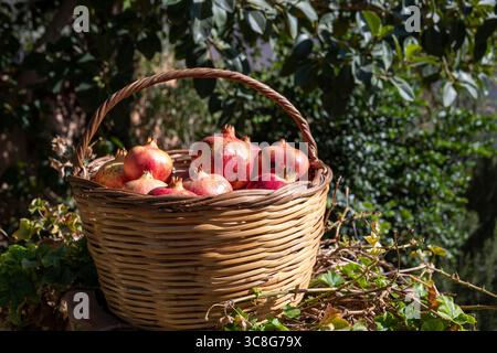 Belles grenades dans un panier Banque D'Images