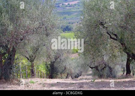 Oliviers et vignes vibrantes prospèrent sur les collines ondulantes de la campagne toscane sous le soleil chaud d'une journée d'été Banque D'Images