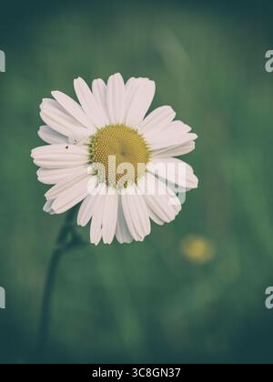 Gros plan de White Daisy. Vue détaillée de haut en bas d'une Marguerite blanche classique avec un centre jaune vif, placée sur un fond vert doux. Banque D'Images