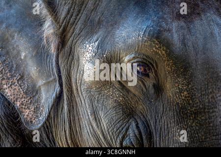 Gros plan de l'oeil d'un éléphant d'Asie regardant la caméra en Thaïlande, en Asie Banque D'Images