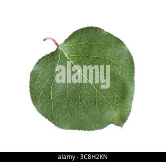 Une feuille d'abricot vert isolée sur blanc Banque D'Images