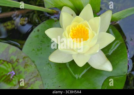 Nain jaune pâle nain nain nain en fleur sur l'étang de jardin en été Banque D'Images
