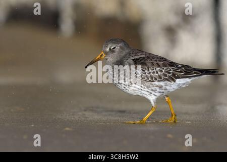 Violet Sandpiper ; Calidris maritima ; premier oiseau d'hiver, buvant le long du littoral Norfolk janvier Banque D'Images