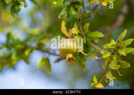 Un jeune fruit vert de grenade pousse sur une branche d'arbre entourée de feuilles vertes vibrantes. Banque D'Images