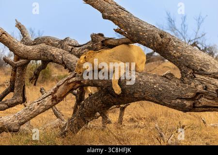 Un jeune lion mâle reposant sur un tronc d'arbre tombé dans le parc national Kruger en Afrique du Sud Banque D'Images
