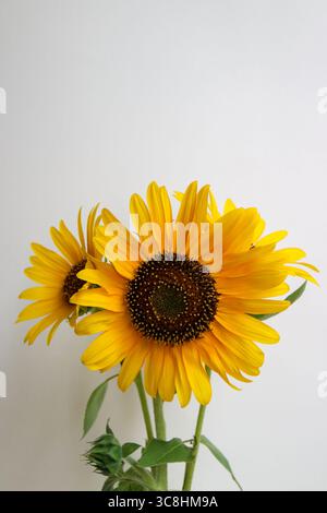 Tournesols jaunes, Helianthus, tournesols communs avec pétales jaunes, étamines foncées et graines, tournesol sauvage, Artichaut de Jérusalem, tournesols en bouquet Banque D'Images