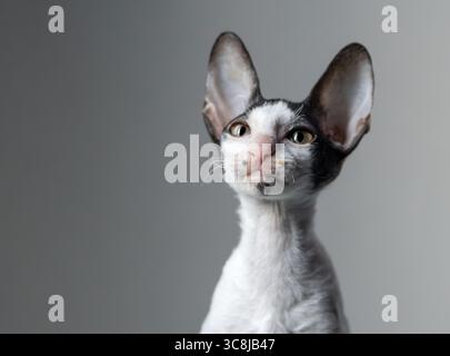 Portrait d'un chat chaton cornish rex de race pure sur fond gris avec de la miette de nourriture sur le visage Banque D'Images