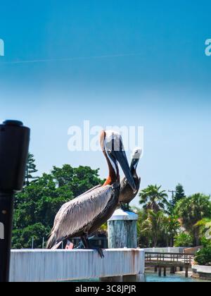 Pélicans perchés sur une jetée sous un ciel bleu vif. Faune côtière. Banque D'Images