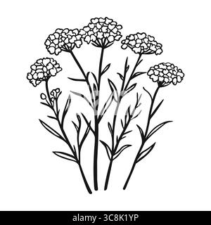 Icône de ligne de milfoil Yarrow. Fleurs de foin sauvages dessinées à la main. Herbe médicale. Vintage botanique gravé Esquisse de contour noir fleur à base de plantes sur blanc Illustration de Vecteur