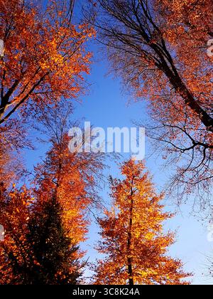 Arbres à feuilles caduques d'automne jaune doré dans la forêt avec vue vers le haut sur le ciel bleu dans la lumière chaude du soleil Banque D'Images