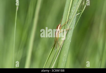 Araignée radeau au repos (Dolomedes fimbriatus) sur Chobham Common, Surrey Banque D'Images
