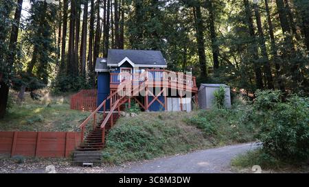 Une cabine surélevée confortable avec une terrasse en séquoia se trouve parmi les arbres de séquoias imposants dans le nord de la Californie, entouré d'une végétation luxuriante et d'une forêt naturelle Banque D'Images