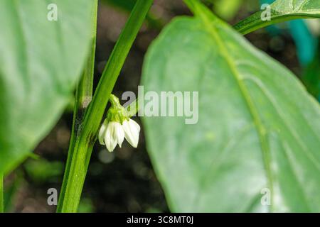 Cette photo macro met en valeur les détails complexes d'une fleur blanche d'une plante de poivron doux, soulignant ses pétales délicats et son vert vif b Banque D'Images
