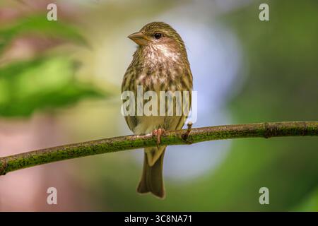 Une femelle pingouin violet (Haemorhous purpureus) perchée sur une branche d'arbre avec un fond vert doux Banque D'Images