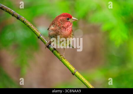 Un mannequin mâle de couleur vive (Haemorhous purpureus) perché sur une branche verte avec un fond vert doux Banque D'Images