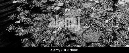 Vue de dessus d'une surface d'eau sombre recouverte de plantes aquatiques et d'asperges, créant un beau fond naturel avec un contraste élevé en monochrome Banque D'Images